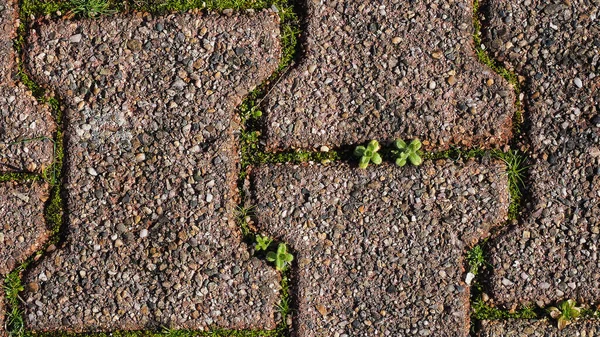 Konsistens Trottoaren Med Mossa Gräs Eller Ogräs Bakgrund Med Fritt — Stockfoto