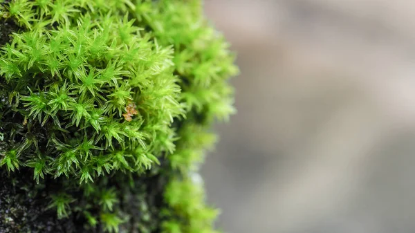 Extrême Gros Plan Beau Groupe Mousse Verte Décorative Rare Sur — Photo