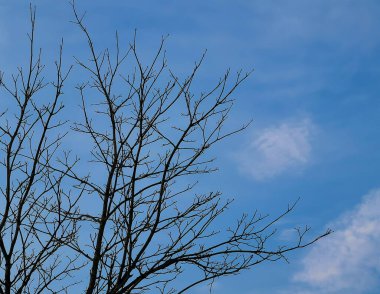 Kış boyunca yapraksız dallar mavi gökyüzüne karşı