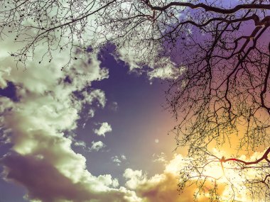 Gün batımında tohumları olan çıplak ağaç kışın mavi gökyüzüne karşı