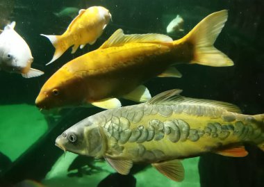 Japon sazan balığının güzel dev manzarasını kapat.