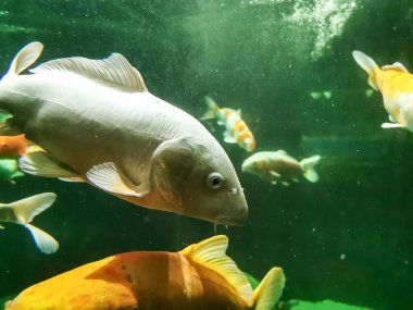 Japon sazan balığının güzel dev manzarasını kapat.