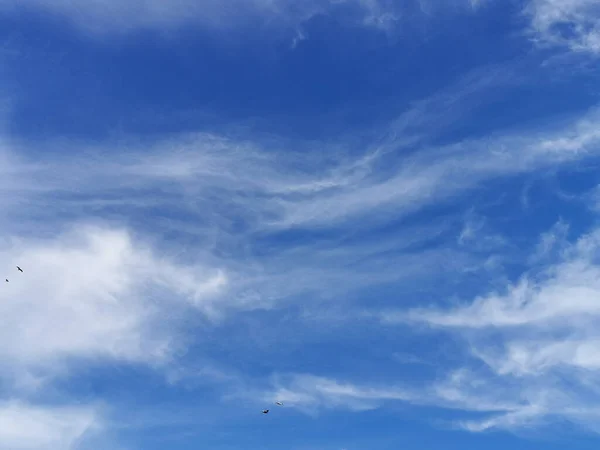 Sunny Day Bright Blue Sky Clouds Bird Flight Background Design — Stock Photo, Image