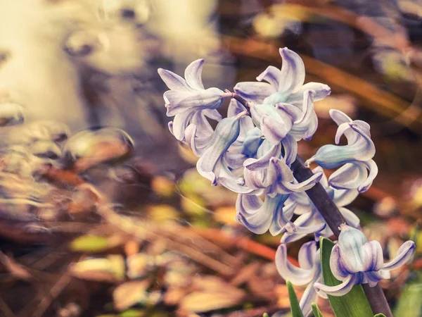 Piuttosto Fiorente Giacinto Viola Fioritura Giardino Vicino Fiume — Foto Stock