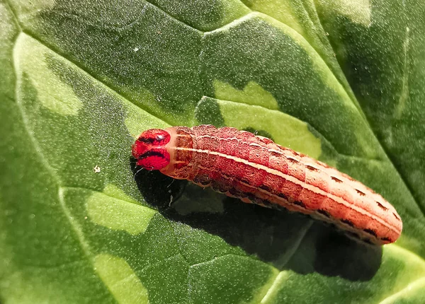 Gigante Bruco Testa Rossa Attaccare Pianta Mangiare Teneri Giovani Foglie — Foto Stock