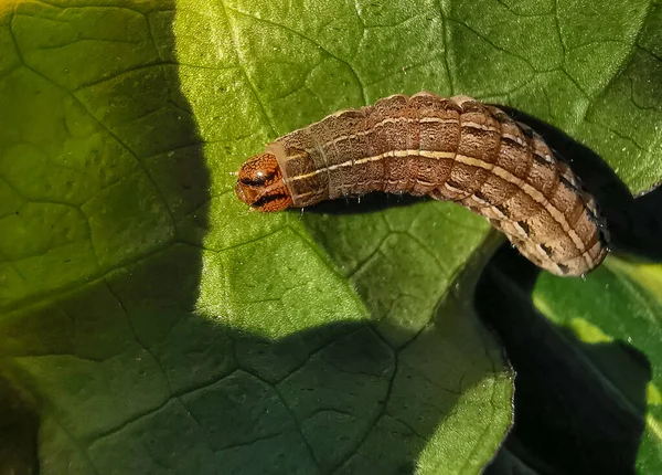 Rups Die Planten Aanvallen Tere Jonge Bladeren Insecten Bladziekten Eten — Stockfoto