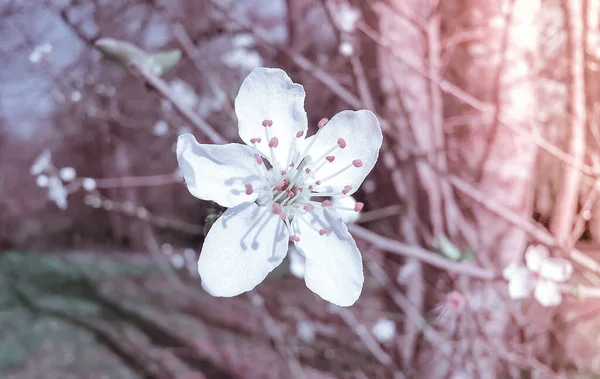 Blisko Prunus Kwiat Śliwki Kwiat Japoński Wiśnia Ozdobna — Zdjęcie stockowe