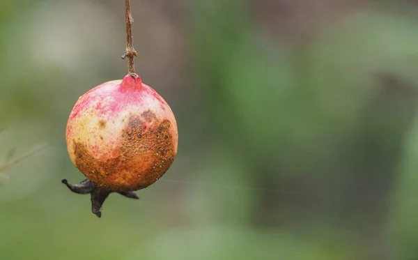 Klein Rijp Oranje Rood Granaatappelfruit Gedroogde Tak Punica Granatum Tropisch — Stockfoto