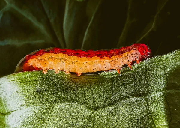 Gigante Bruco Testa Rossa Attaccare Pianta Mangiare Teneri Giovani Foglie — Foto Stock