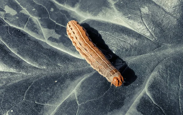 Rups Vallen Planten Aan Eten Tere Jonge Bladeren Ongedierte Insecten — Stockfoto