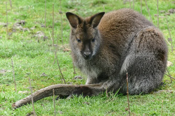 Kangourou Liberté Couché Sur Herbe Profitant Soleil — Photo