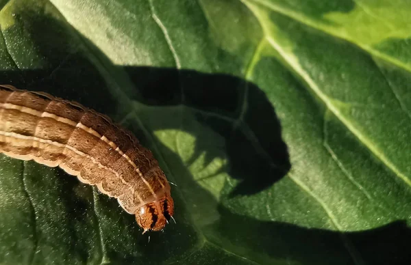 Rups Vallen Planten Aan Het Angstaanjagende Schaduw Ongedierte Insecten Blad — Stockfoto