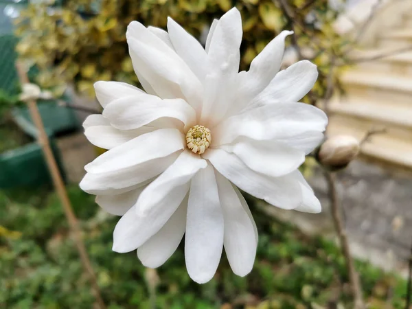 Very Fragrant White Cream Flower Magnolia Stellata Early Spring — Stock Photo, Image