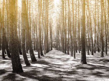 Wonderful nature landscape : dreamy coniferous forest with trees lined up at sunrise in beautiful colors