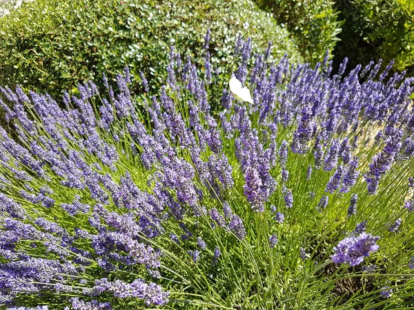 Weißer Schmetterling Aktion Einem Lavendelstrauch Der Pollen Sammelt Floraler Lila — Stockfoto