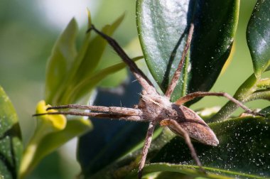 Dev örümcek avını bahçede bir yaprağın üzerinde bekliyor.