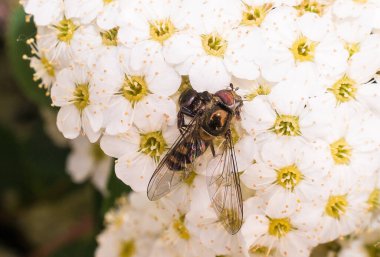 Örümceğin saldırısına çok yakın. Arkasında beyaz çiçek var.