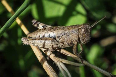 Bahçedeki yuvarlak yaprağın üzerindeki çekirge, makro manzarayı kapat.