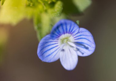 Bireye Speedwell çiçeği Veronica Persica 'nın boyutu, antibakteriyel, mantar önleyici ve Herpes virüsü enfeksiyonu ile ilgili antiviral aktiviteleriyle orantılı olarak olağanüstü tıbbi güçleri vardır..