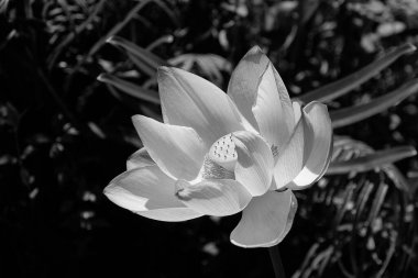 Güzel, pembe LOTUS çiçeği Nelumbo Nucifera Budizmin kutsal bitkisidir.