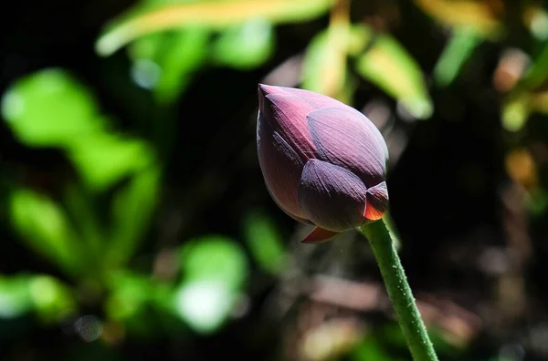 Lotus Flower Bud Early Morning Vietnam Nelumbo Nucifera Lotus Sacred — Stock Photo, Image