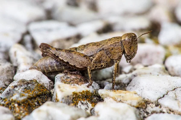 Close Macro View Van Een Sprinkhaan Een Steen — Stockfoto