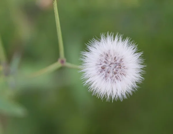 Detailní Záběr Bílé Pampelišky Taraxacum Officinale Květiny Létě Zeleném Pozadí — Stock fotografie