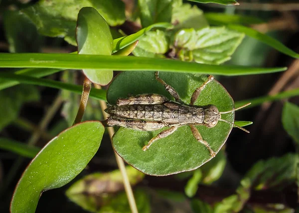 Sprinkhaan Een Rond Blad Tuin Close Macro View — Stockfoto