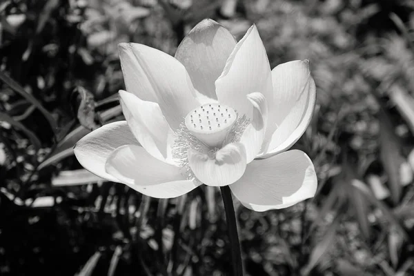 Bellissimo Fiore Loto Rosa Brillante Nelumbo Nucifera Lotus Pianta Sacra — Foto Stock