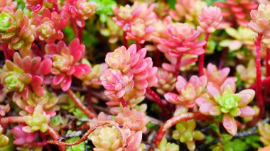 Kırmızı Jöle Fasulyesi (Sedum Rubrotinctum) olarak da adlandırılan küçük, tatlı kırmızı sulu Macro görünümü )