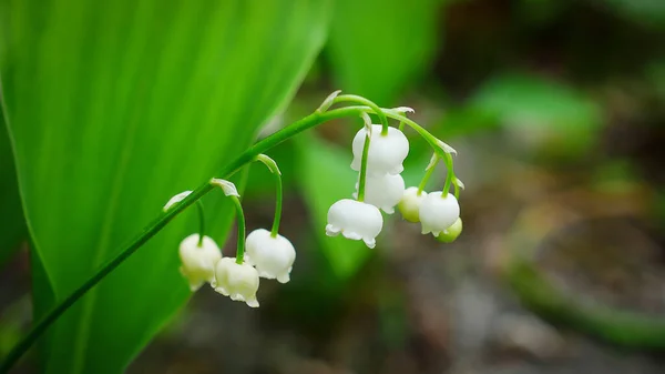 Une Fleur Traditionnelle Pour Bonne Chance Lys Vallée Fleurissant Printemps — Photo