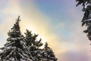 Karda ve gökyüzünde çam ağacı