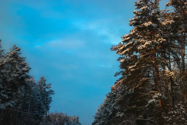 Akşamları Kış Ormanı Karda Ağaçlar — Stok fotoğraf