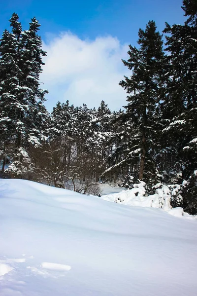 Bosque Invierno Pinos Nieve — Foto de Stock