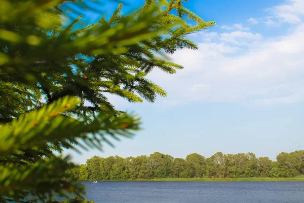 Ramo Verde Abeto Contra Céu Azul Uma Vista Rio Verão — Fotografia de Stock