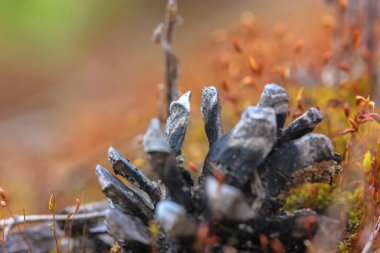 Ormandaki yosunların arka planında bir şişlik var.