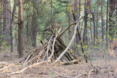 Ormanda bir dal kulübesi.