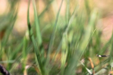  İlkbaharda ya da yazın ormandaki sulu yeşil çimenler