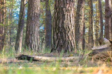 Ormandaki çam ağaçları ve patika: açık havada bahar ormanlarında bir yürüyüş