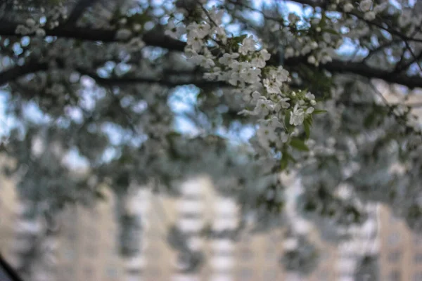 Ανθοφορία Κερασιάς Την Άνοιξη Όμορφα Λευκά Λουλούδια Και Λεπτά Κλαδιά — Φωτογραφία Αρχείου