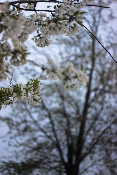 Cherry Tree Flowering Spring Beautiful White Flowers Thin Branches — Stock Photo, Image