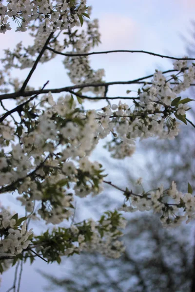 春に咲く桜 美しい白い花と細い枝 — ストック写真