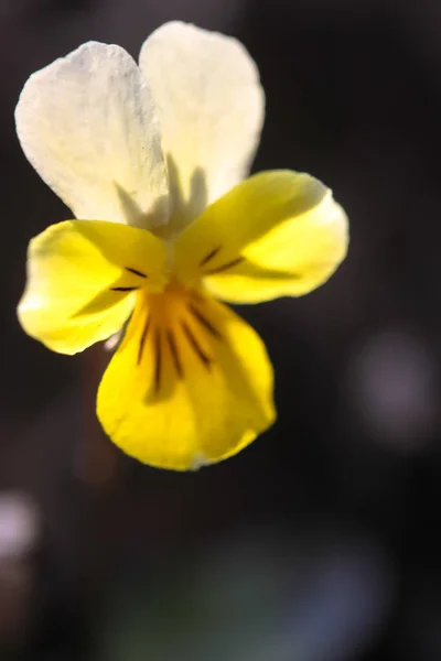 Κίτρινα Λουλούδια Πανσέδες Στο Δάσος — Φωτογραφία Αρχείου