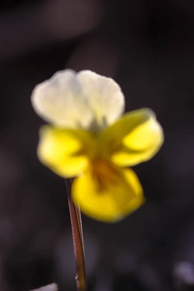 Żółte Bratki Kwiaty Lesie — Zdjęcie stockowe