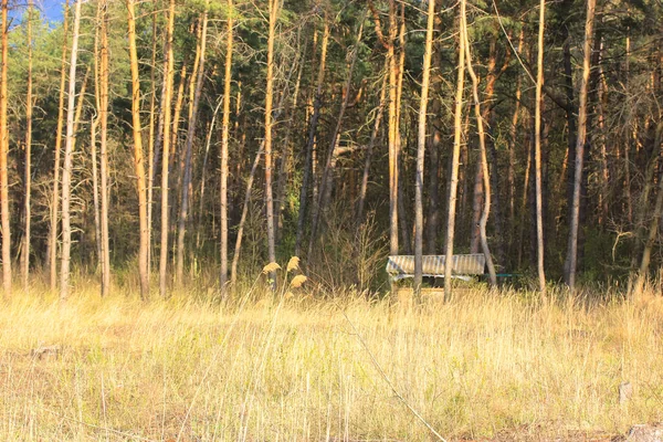 Ormandaki Açıklık Çam Ağaçları Dinlenmek Için Çardak — Stok fotoğraf
