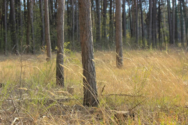 Pines in the woods and the path: a walk in the spring woods in the open air