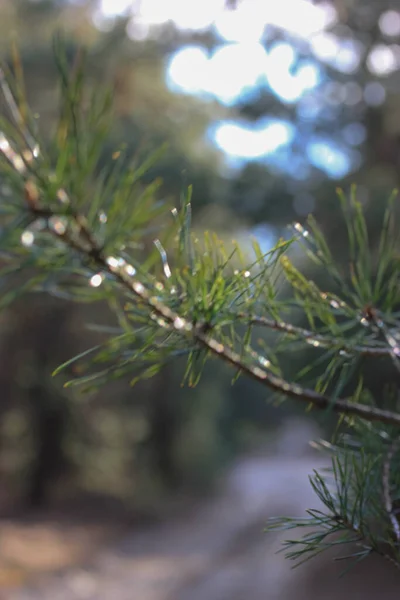 Aiguilles Pin Sur Une Branche Arbre Dans Forêt Macro — Photo