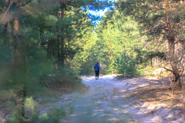 Kiefern Wald Und Der Pfad Spaziergang Frühjahrswald Der Frischen Luft — Stockfoto