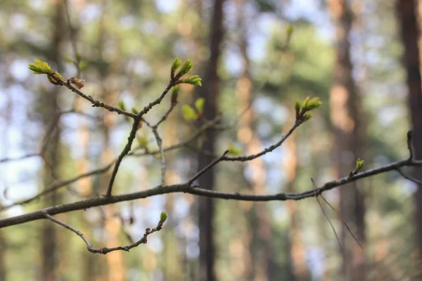 Ramo Verde Árvore Folhas Florescem Primavera — Fotografia de Stock