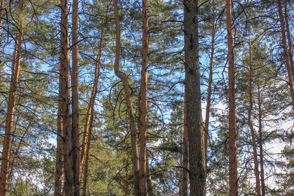 Pinhos Floresta Caminho Passeio Nos Bosques Primavera Livre — Fotografia de Stock